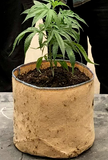 #1 RediRoot Fabric Aeration Bag