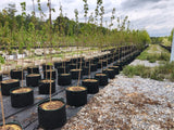 #10 RediRoot Fabric Aeration Bag