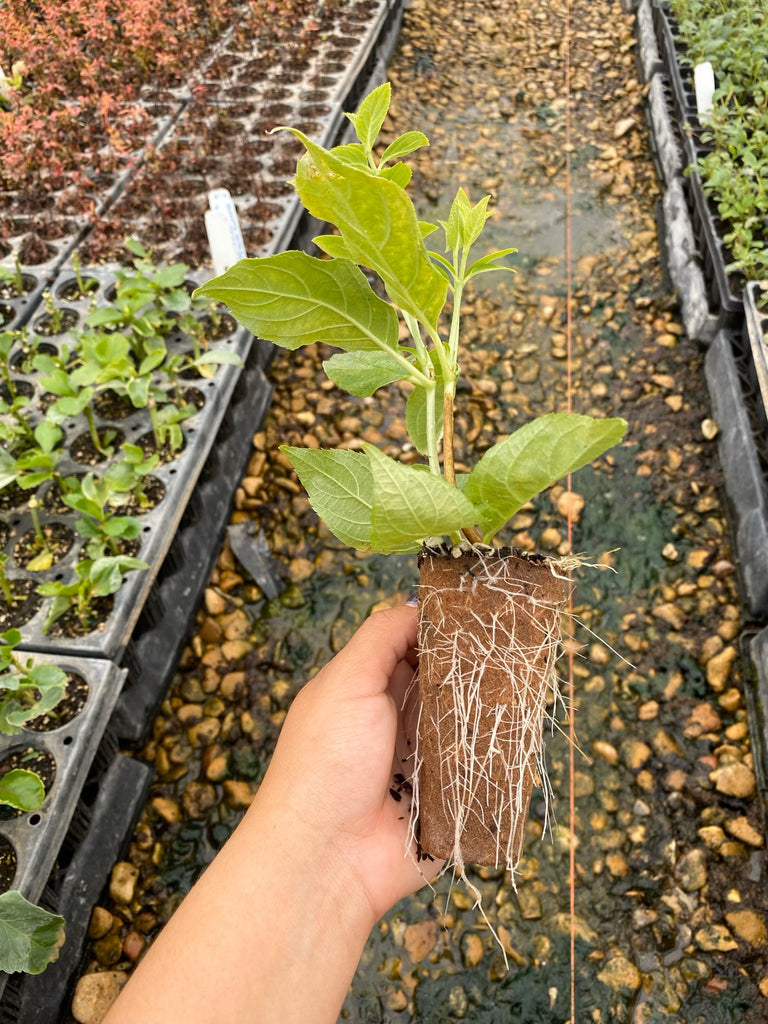 RediRoot Aeration Propagation System - Tray, 32 cell