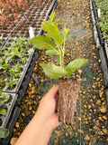 RediRoot Aeration Propagation System - Tray, 32 cell