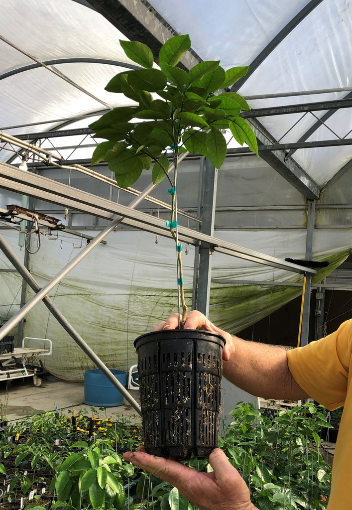 RediRoot Plastic Aeration Container #1