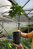 RediRoot Plastic Aeration Container #1