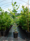 RediRoot Plastic Aeration Container #3 True