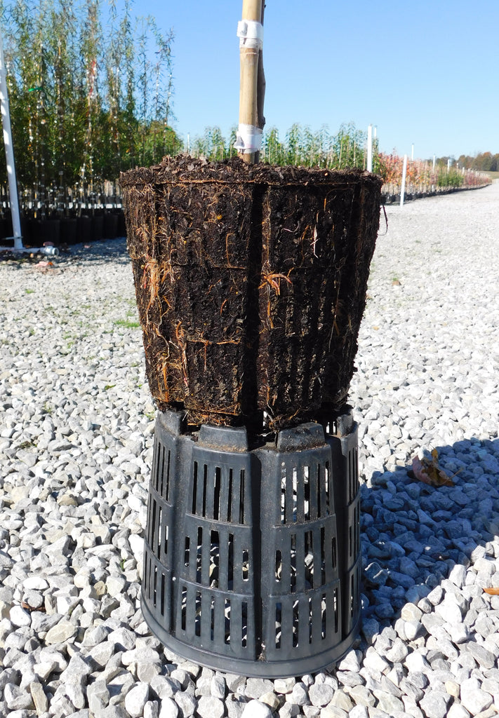 RediRoot Plastic Aeration Container #3