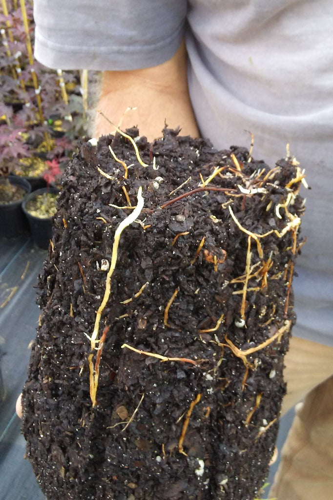 RediRoot Plastic Aeration Container #1