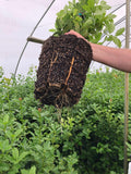RediRoot Plastic Aeration Container #2